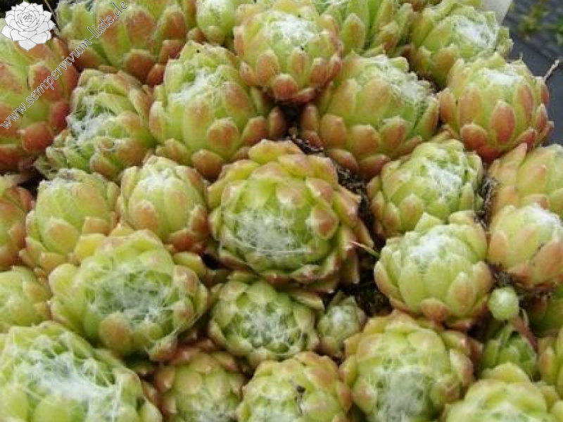 arachnoideum from Maloja