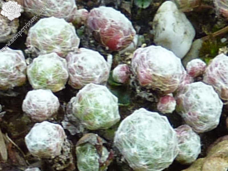 arachnoideum from Martelltal