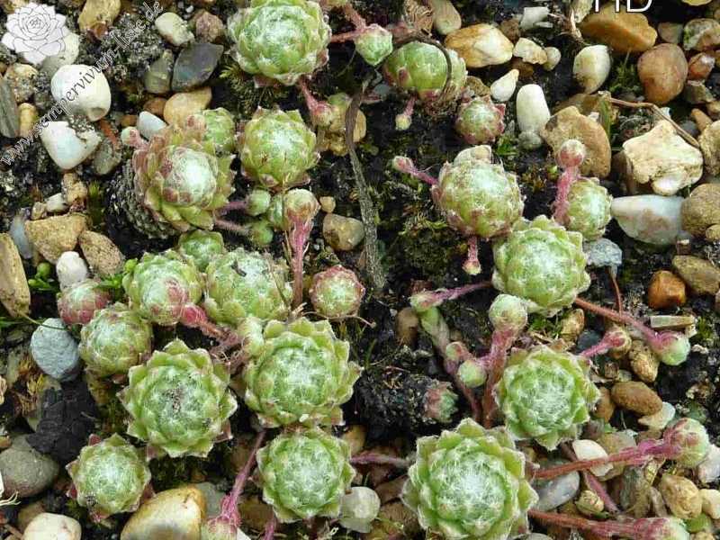 arachnoideum from Mont Cervin