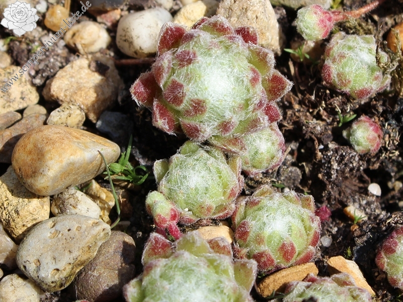 arachnoideum from Mont Cervin