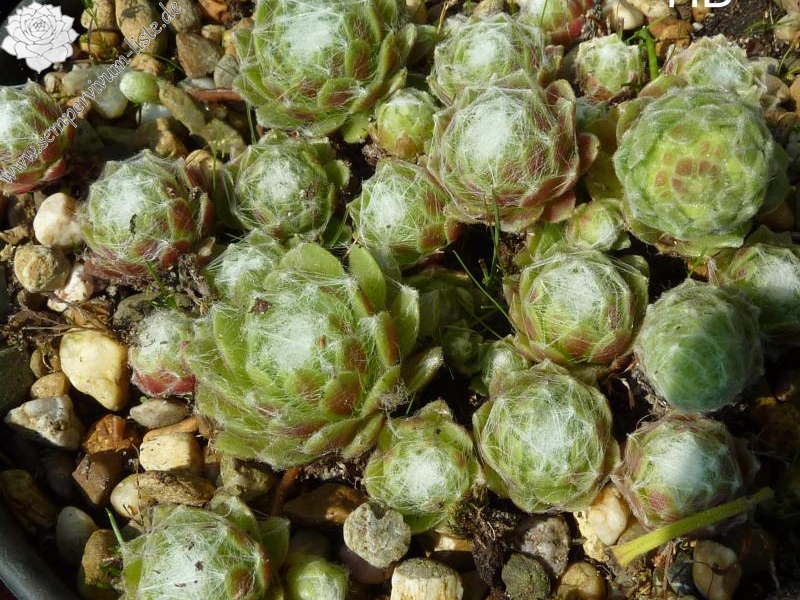 arachnoideum from Morteratsch