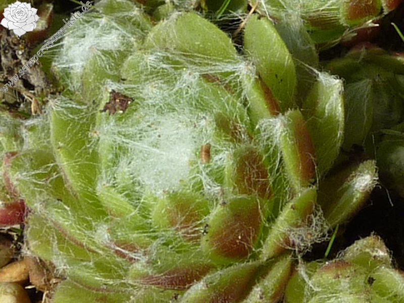 arachnoideum from Morteratsch