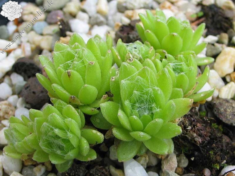 arachnoideum from Muottas Muragl