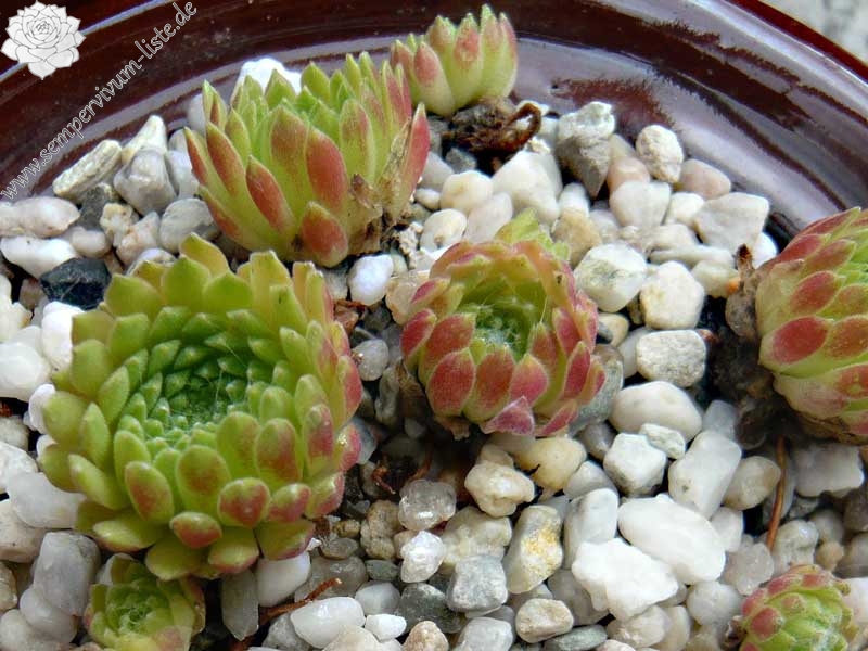 arachnoideum from Muottas Muragl