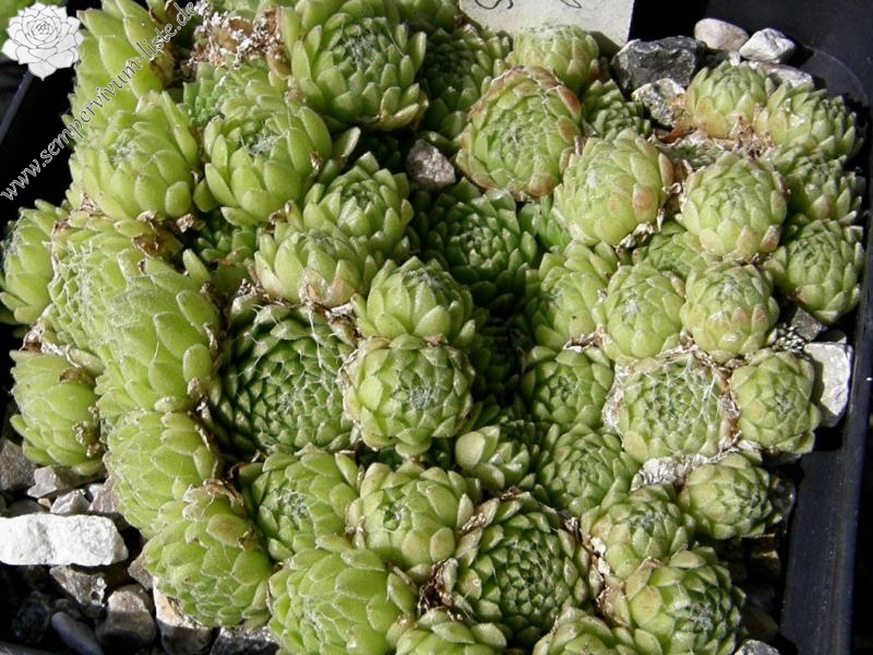 arachnoideum from Muottas Muragl 1