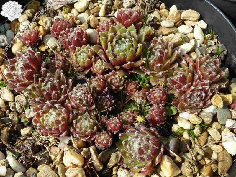 arachnoideum from Oberalppass