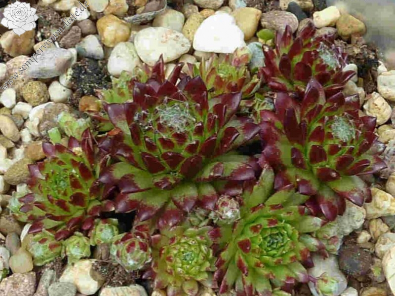 arachnoideum from Oberwald