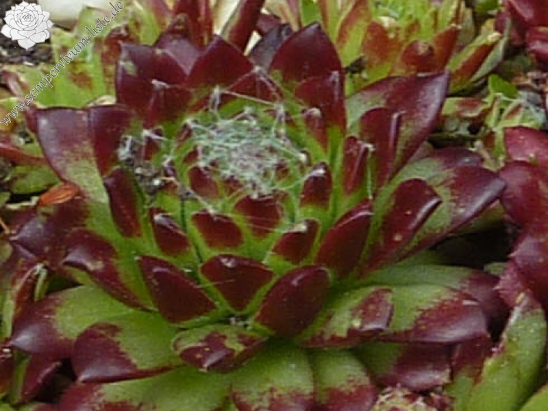 arachnoideum from Oberwald