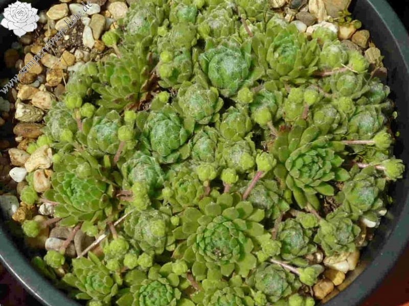 arachnoideum from Panticosa