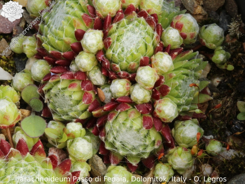 arachnoideum from Passo di Fedaia