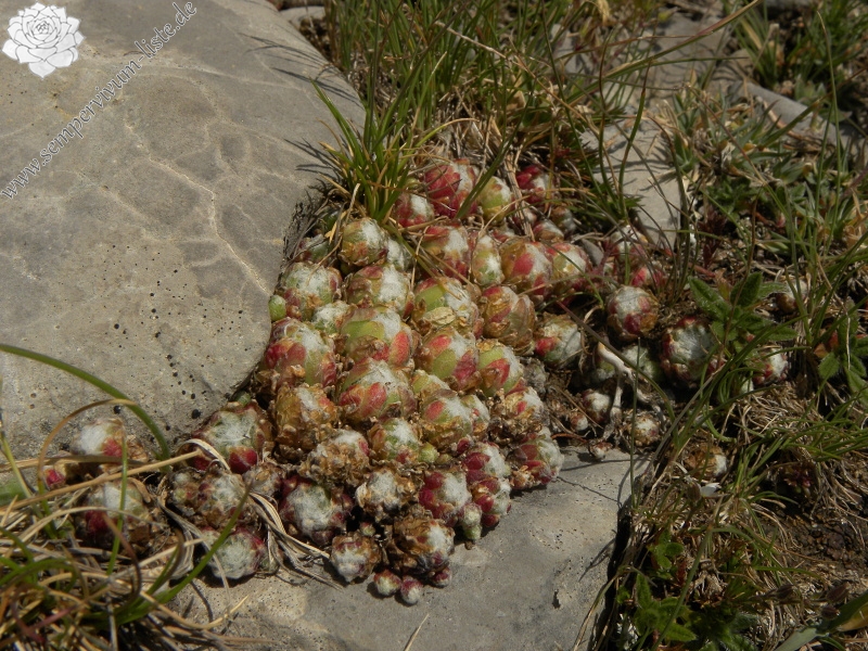 arachnoideum from Pic de les Tres Canaletes