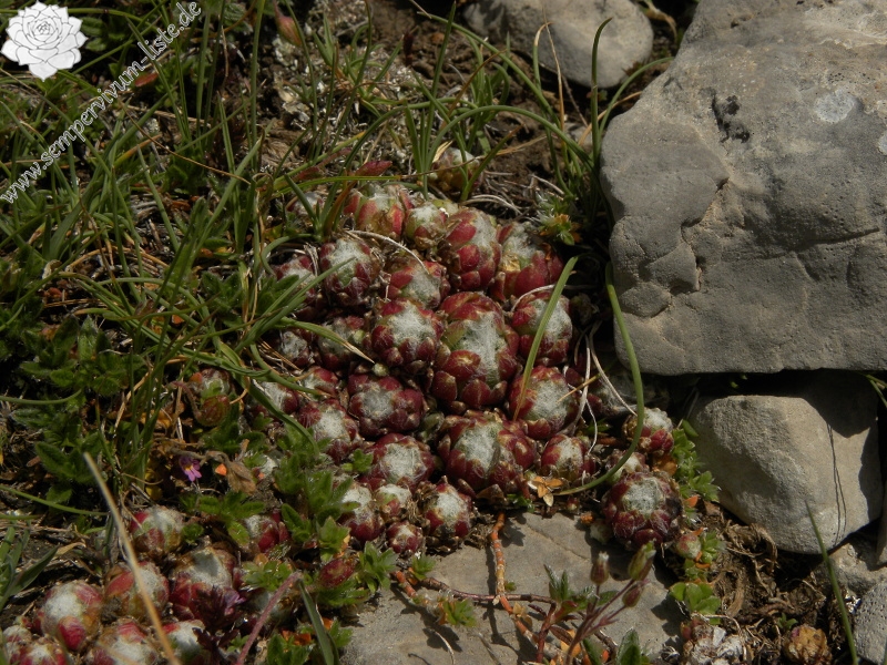 arachnoideum from Pic de les Tres Canaletes