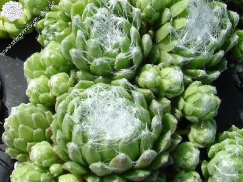 arachnoideum from Queyras