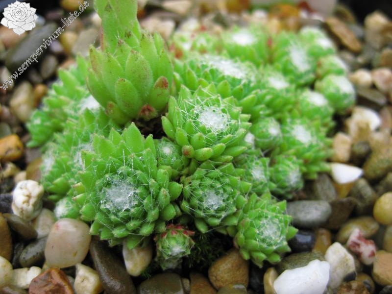 arachnoideum from Saas Fee