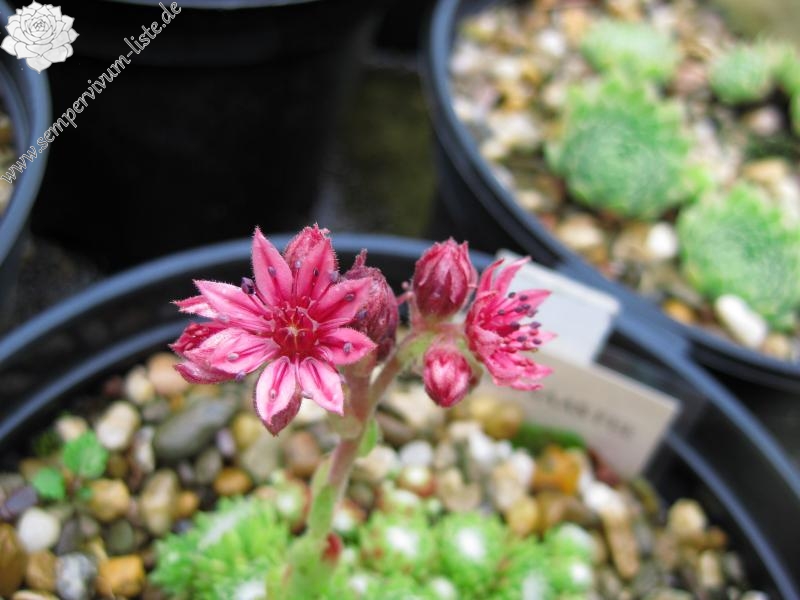 arachnoideum from Saas Fee