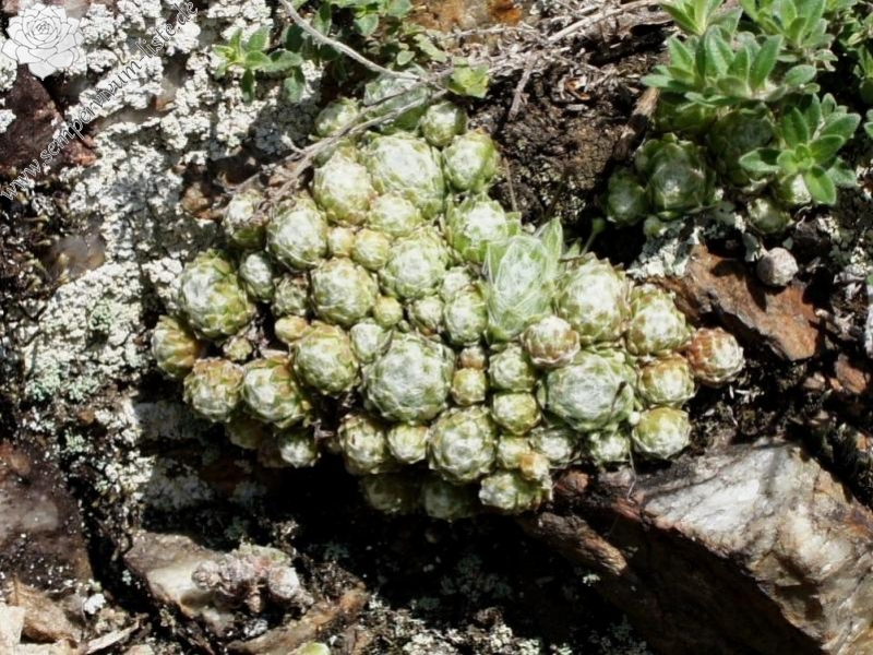 arachnoideum from Säbener Berg