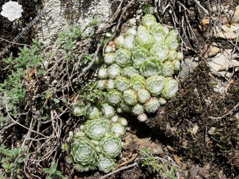 arachnoideum from Säbener Berg
