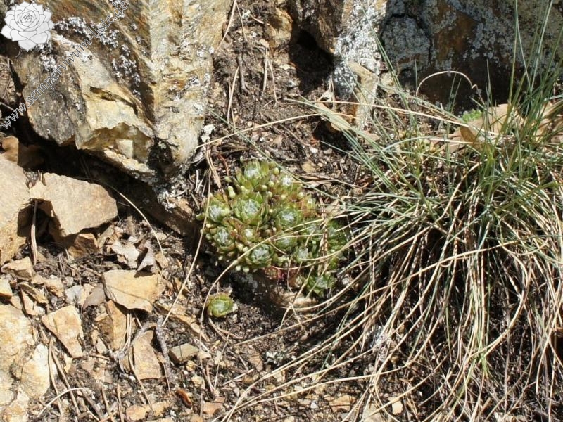 arachnoideum from Säbener Berg
