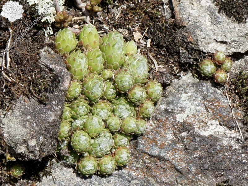 arachnoideum from Säbener Berg