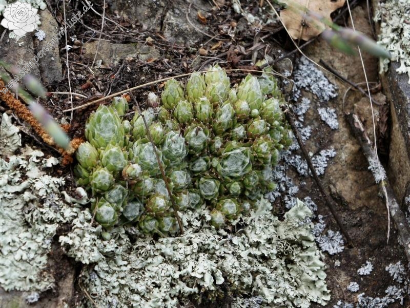 arachnoideum from Säbener Berg
