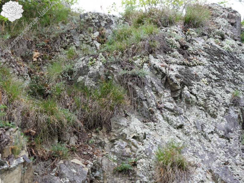 arachnoideum from Säbener Berg