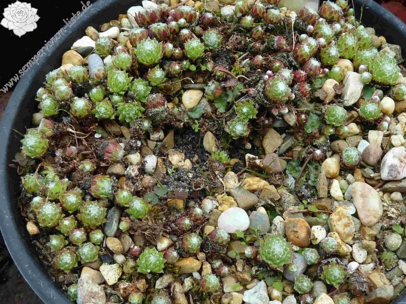 arachnoideum from Semogo