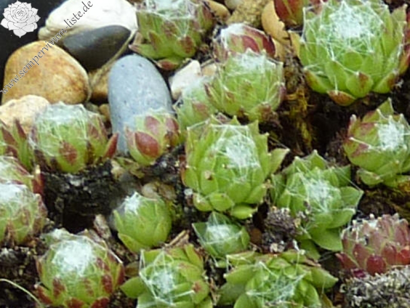 arachnoideum from Semogo