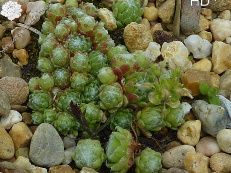 arachnoideum from Simplonpass