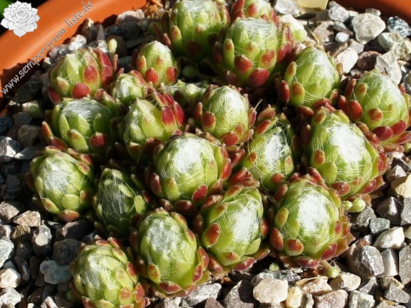 arachnoideum from Sion