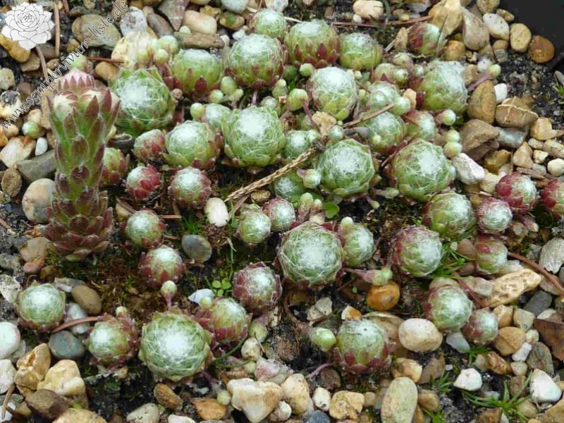 arachnoideum from Sion