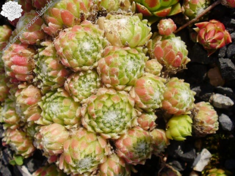 arachnoideum from Sion