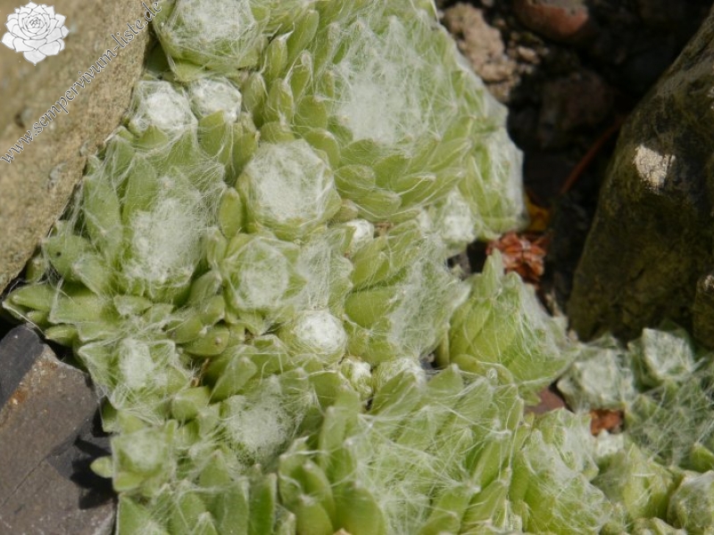 arachnoideum from Ustecchio