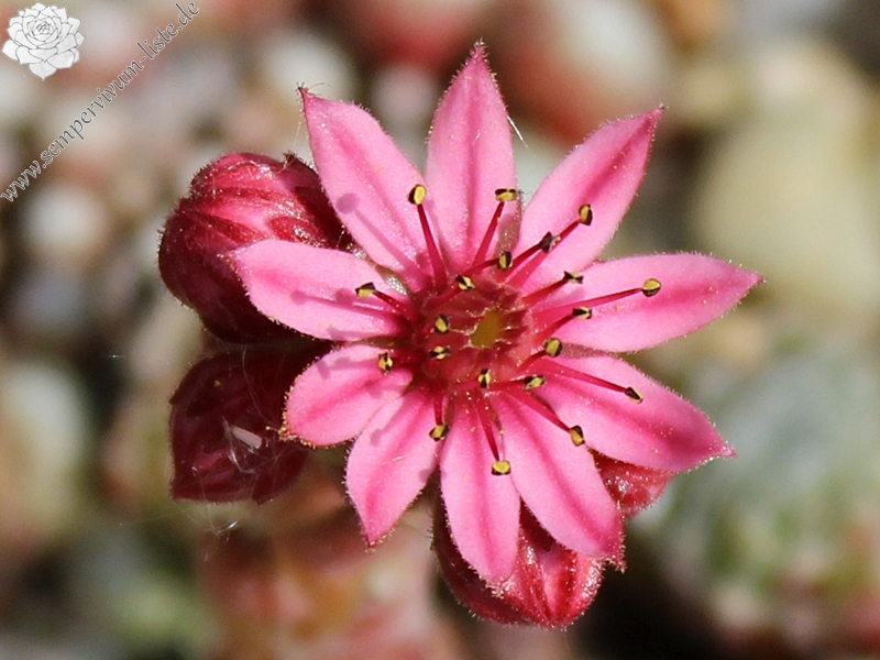 arachnoideum from Vispertal