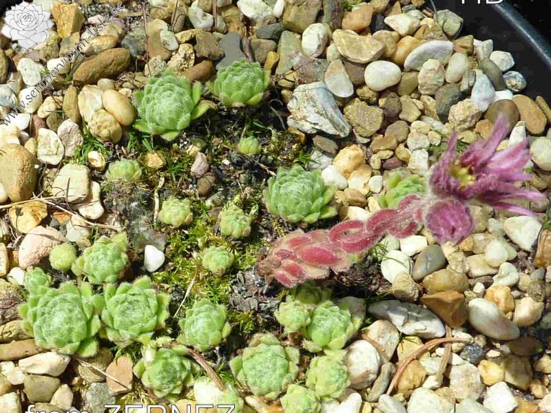 arachnoideum from Zernes