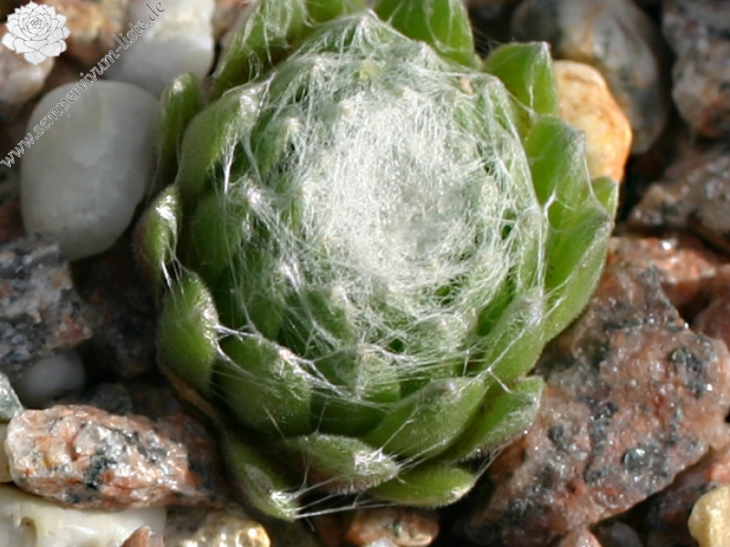 arachnoideum SM 1005