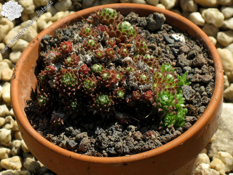 arachnoideum ssp. arachnoideum (doellianum)