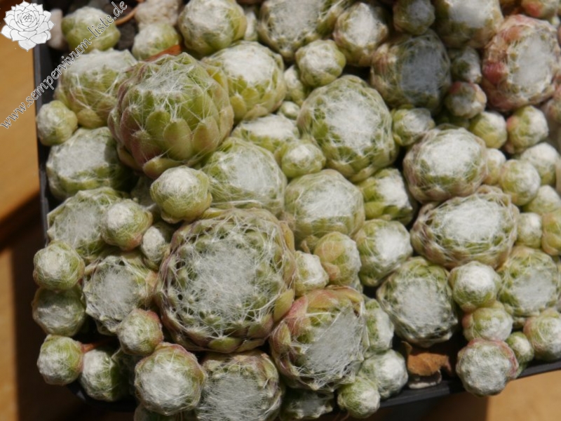 arachnoideum ssp. arachnoideum (doellianum)