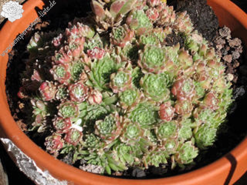 arachnoideum ssp. arachnoideum (doellianum)