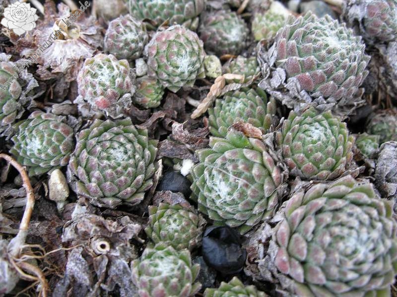 arachnoideum ssp. arachnoideum (doellianum)