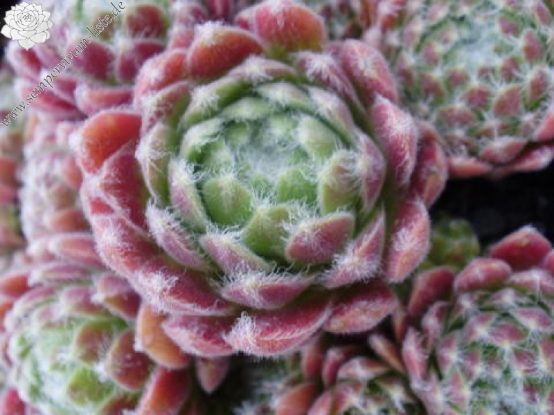 arachnoideum ssp. arachnoideum (glabrescens)