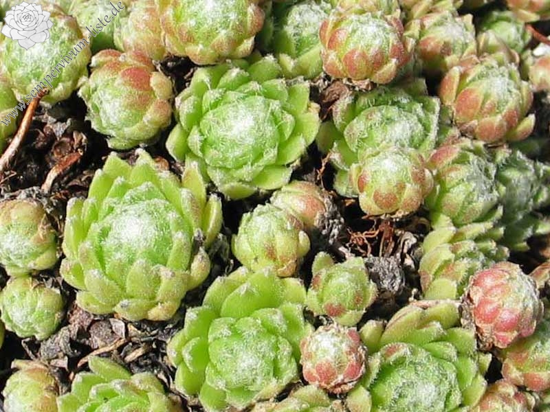 arachnoideum ssp. arachnoideum (heterotrichum)