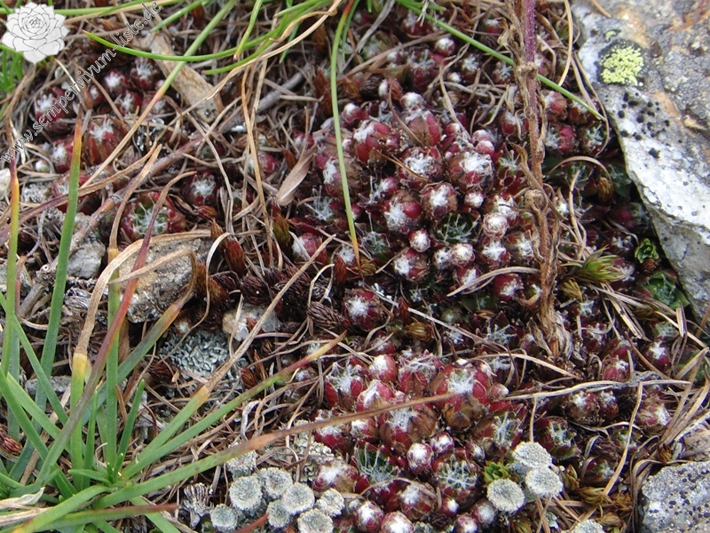 arachnoideum ssp. arachnoideum from Berninapass