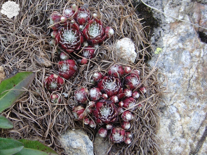 arachnoideum ssp. arachnoideum from Berninapass