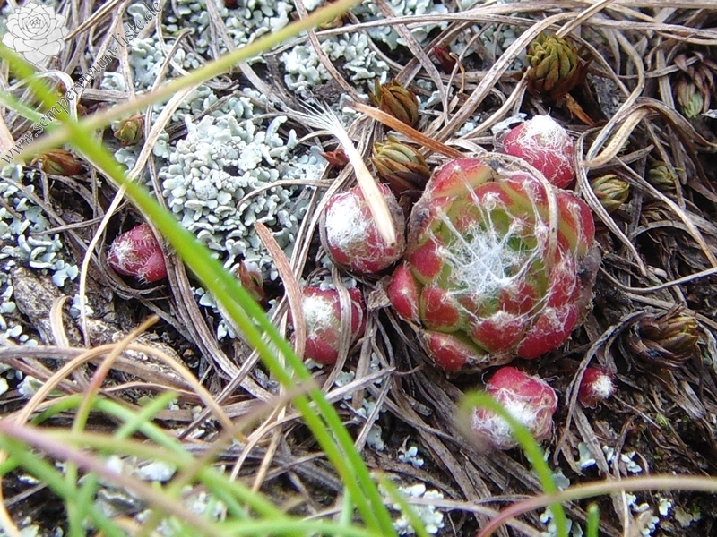 arachnoideum ssp. arachnoideum from Berninapass