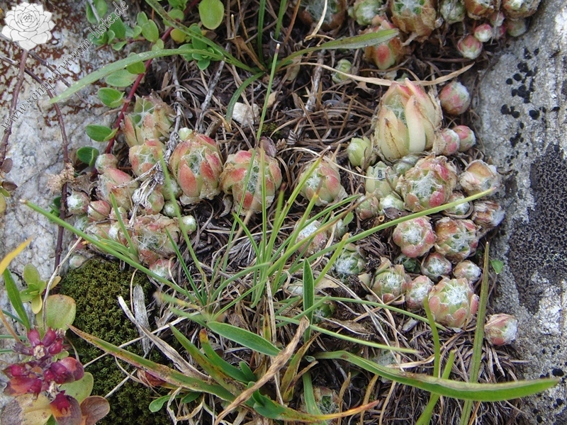 arachnoideum ssp. arachnoideum from Berninapass