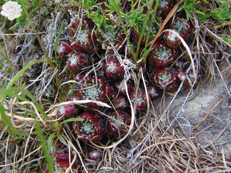 arachnoideum ssp. arachnoideum from Berninapass