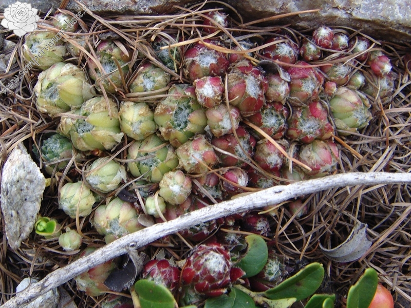 arachnoideum ssp. arachnoideum from Berninapass
