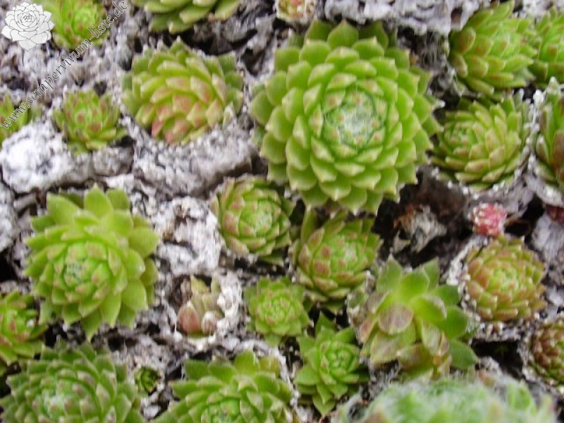 arachnoideum ssp. arachnoideum from Fextal