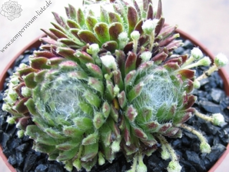 arachnoideum ssp. arachnoideum from Fextal