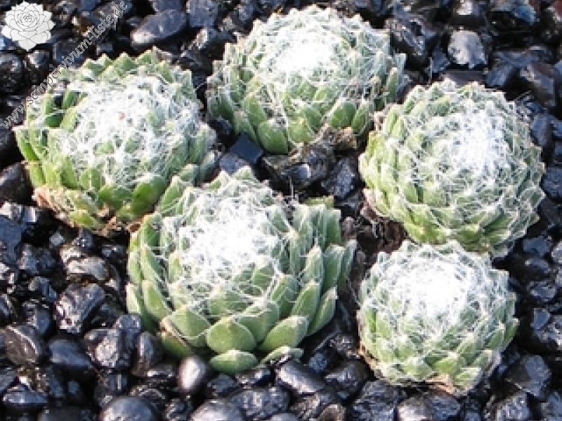 arachnoideum ssp. arachnoideum from Fextal